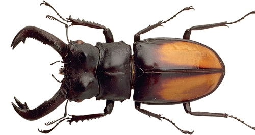 莫斯科昆蟲“或葡萄酒”品牌包裝設計，不過看起來有點恐怖